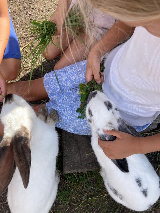 Vårterminen 2026 barnverksamhet - Smådjursskötsel och hantverk TORSDAGAR