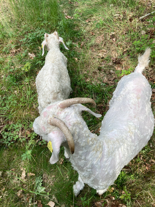 Lantgårdsläger sommar vecka 26 - Smådjursskötsel och hantverk