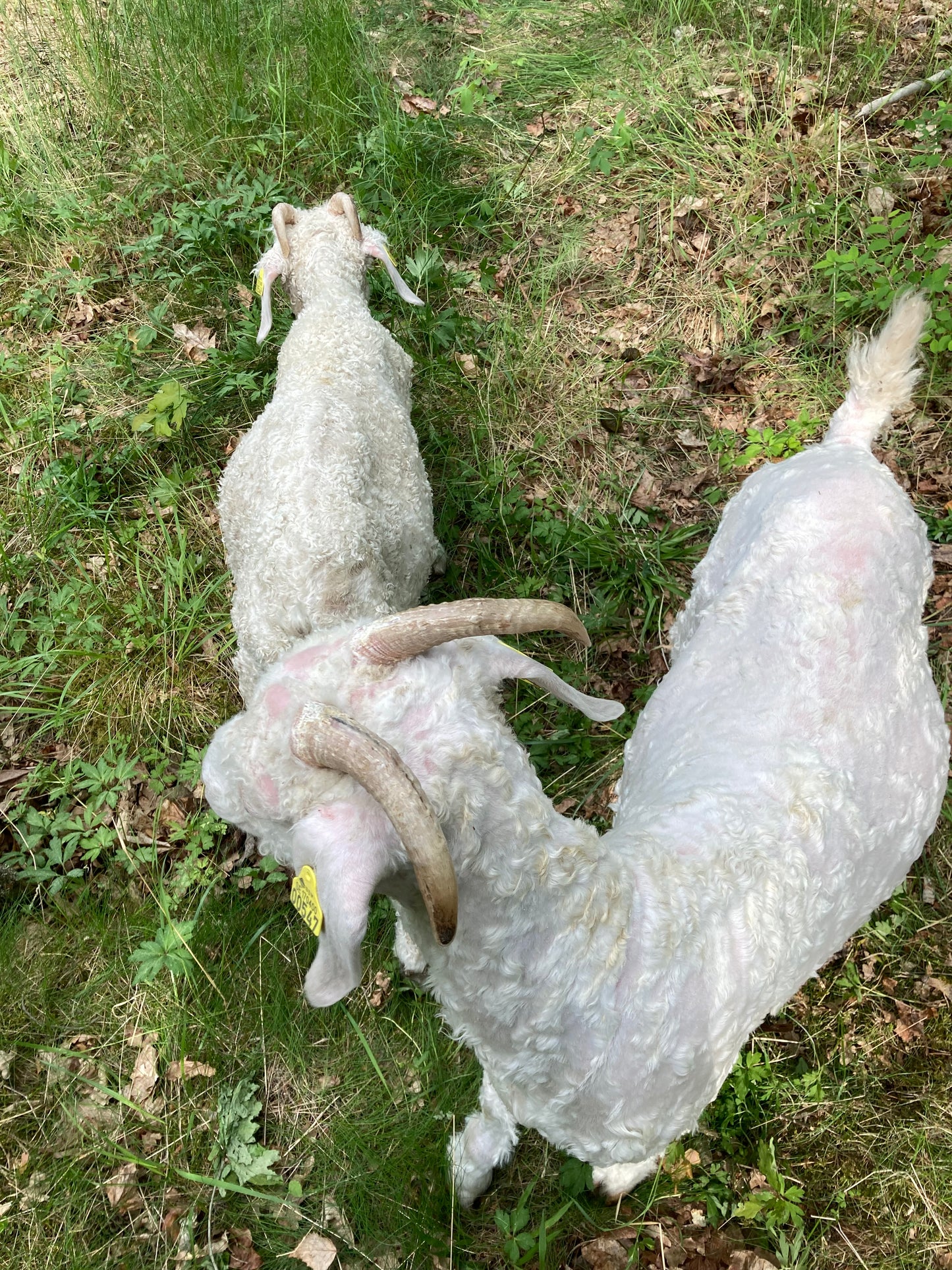 Vårterminen 2026 barnverksamhet - Smådjursskötsel och hantverk ONSDAGAR