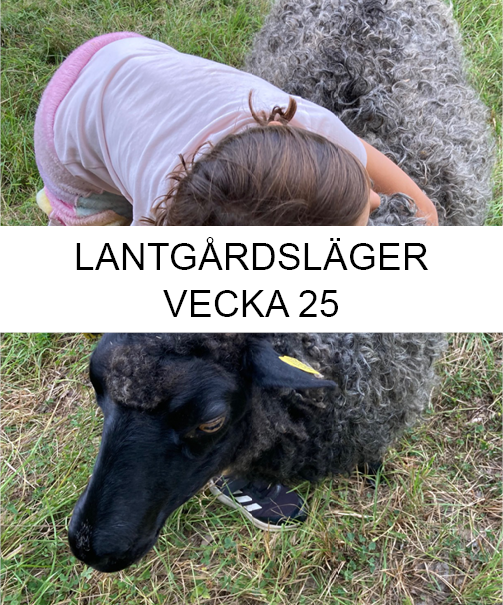 Lantgårdsläger sommar vecka 25 - Smådjursskötsel och hantverk