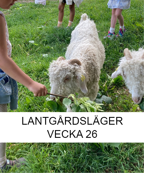 Lantgårdsläger sommar vecka 26 - Smådjursskötsel och hantverk