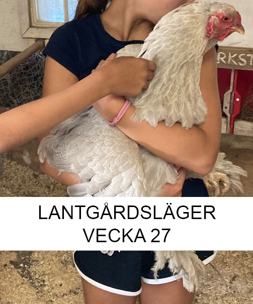 Lantgårdsläger sommar vecka 27 - Smådjursskötsel och hantverk