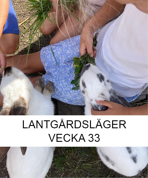Lantgårdsläger sommar vecka 33 - Smådjursskötsel och hantverk